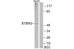 Immunohistochemistry analysis of paraffin-embedded human brain tissue using ETBR2 antibody. (ETBR2 antibody  (Internal Region))