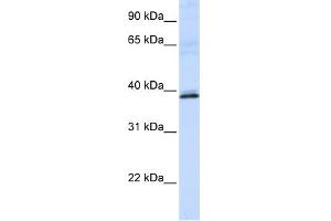 WB Suggested Anti-HAO2 Antibody Titration:  0. (Hydroxyacid Oxidase 2 (HAO2) (N-Term) antibody)