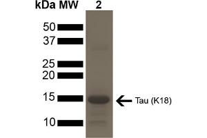 SDS-PAGE of ~15 kDa Active Human Tau Protein K18 P301L Pre-formed Fibrils (ABIN6929400, ABIN6929401 and ABIN6929402). (tau Protein (partial, Pro301Leu-Mutant))