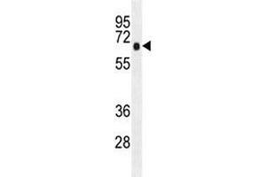 AMPK alpha antibody western blot analysis in K562 lysate. (AMPK alpha antibody)