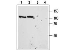 Western blot analysis of mouse (lanes 1 and 3) and rat (lanes 2 and 4) brain lysate: - 1,2. (Sortilin 1 antibody  (Extracellular Domain))