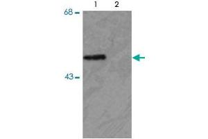 Western blot of HEK293 cells transfected with PARK2 WT (Phospho) and PARK2 S378 mutant (non-phospho) showing the phospho-specific immunolabeling of the ~ 52 k parkin protein.