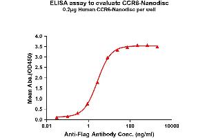 ELISA image for Chemokine (C-C Motif) Receptor 6 (CCR6) protein (ABIN7491566)
