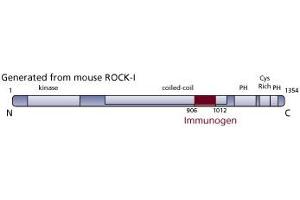 Image no. 1 for anti-rho-Associated, Coiled-Coil Containing Protein Kinase 1 (ROCK1) (AA 906-1012) antibody (ABIN968387) (ROCK1 antibody  (AA 906-1012))