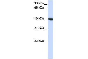 C1ORF159 antibody used at 1 ug/ml to detect target protein. (C1orf159 antibody  (C-Term))