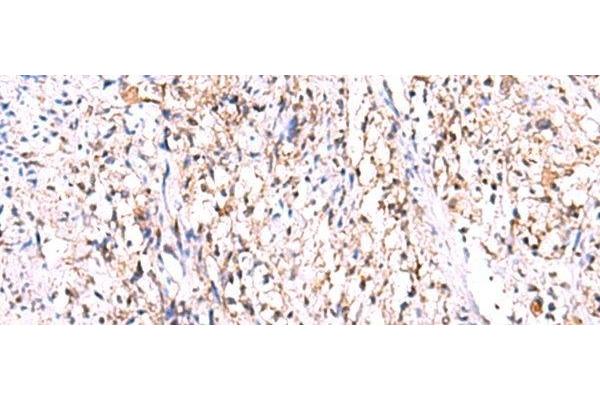 GMDS antibody