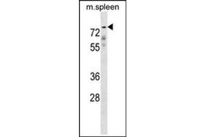 Western blot analysis of GPC2 Antibody (N-term) Cat. (GPC2 antibody  (N-Term))