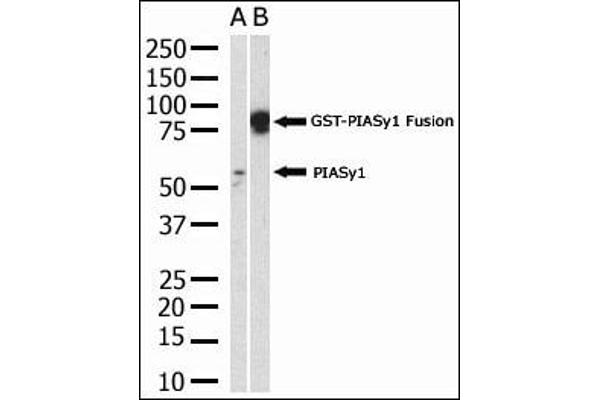 PIAS4 antibody  (N-Term)