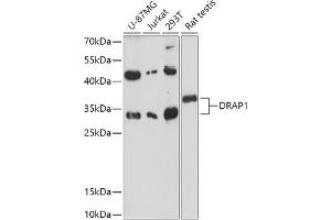 Western blot analysis of extracts of various cell lines, using DR antibody (ABIN7266844) at 1:1000 dilution. (DRAP1 antibody  (AA 50-150))