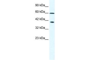 Western Blotting (WB) image for anti-Minichromosome Maintenance Complex Component 7 (MCM7) antibody (ABIN2461396) (MCM7 antibody)