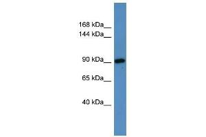 Hps3 antibody used at 0. (HPS3 antibody  (N-Term))