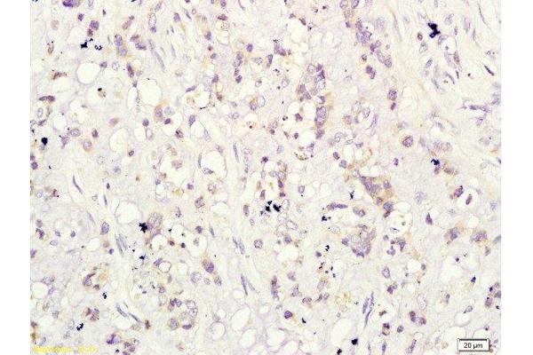 CD160 antibody  (AA 81-159)