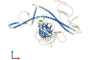 AlphaFold protein structure predicition of Human Recombinant SPAG9 Protein, UniprotID O60271 (SPAG9 Protein (AA 1-1321) (His tag))