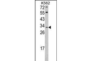 Western blot analysis of ITM2A Antibody (N-term) (ABIN390731 and ABIN2841002) in K562 cell line lysates (35 μg/lane). (ITM2A antibody  (N-Term))