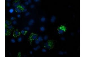 Anti-PDF mouse monoclonal antibody (ABIN2454640) immunofluorescent staining of COS7 cells transiently transfected by pCMV6-ENTRY PDF (RC205788). (GDF15 antibody)