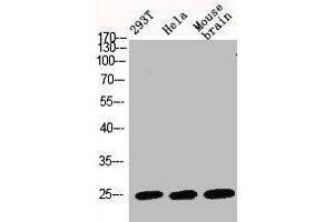 Western Blot analysis of 293T HELA MOUSE-BRAIN cells using Bak Polyclonal Antibody (BAK1 antibody  (N-Term))