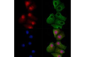 ABIN7094694 and ABIN7098745 staining Hela cells by IF/ICC. (BIN1 antibody  (Internal Region))