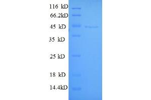 SDS-PAGE (SDS) image for Guanine Nucleotide Binding Protein (G Protein), alpha Inhibiting Activity Polypeptide 3 (GNAI3) (AA 1-354), (full length) protein (His tag) (ABIN5709593)