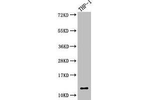 Western Blot Positive WB detected in: THP-1 whole cell lysate All lanes: CSTA antibody at 5. (CSTA antibody  (AA 2-98))