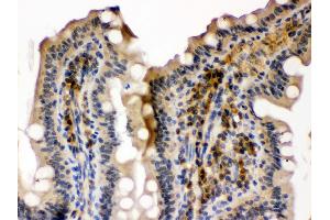 Anti- SMC3 Picoband antibody, IHC(P) IHC(P): Mouse Intestine Tissue (SMC3 antibody  (C-Term))