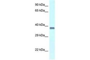 Image no. 1 for anti-Purine-Rich Element Binding Protein A (PURA) (AA 249-298) antibody (ABIN6747323) (PURA antibody  (AA 249-298))