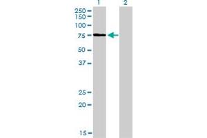 Western Blot analysis of KIF2C expression in transfected 293T cell line by KIF2C monoclonal antibody (M01), clone 1G2. (KIF2C antibody  (AA 1-100))