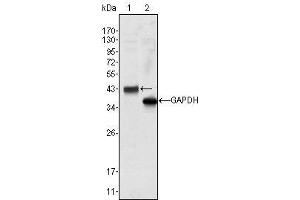 Western Blot showing WNT10B antibody used against Hela cell lysate (1). (WNT10B antibody)