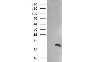 Image no. 1 for anti-Peptidylprolyl Isomerase (Cyclophilin)-Like 3 (PPIL3) antibody (ABIN1500364) (PPIL3 antibody)