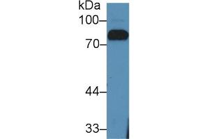 Detection of LTF in Bovine Serum using Polyclonal Antibody to Lactoferrin (LTF) (Lactoferrin antibody  (AA 25-352))