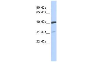 WB Suggested Anti-VSX1 Antibody Titration:  0.