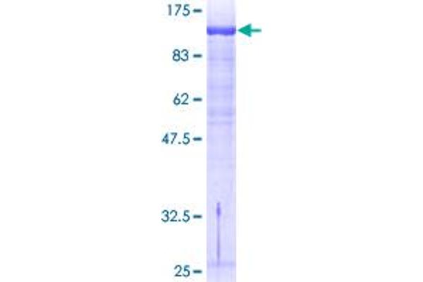 GTF2IRD1 Protein (AA 1-959) (GST tag)