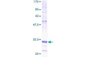 NDUFA1 Protein (AA 24-70) (GST tag)
