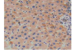 Figure. (SERPINA7 antibody  (AA 128-415))