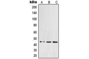 Western blot analysis of POFUT1 expression in K562 (A), HCT116 (B), HeLa (C) whole cell lysates. (POFUT1 antibody  (C-Term))