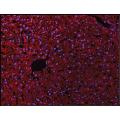 anti-Cadherin 5 (CDH5) (AA 601-700) antibody