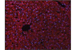 Immunofluorescence (IF) image for anti-Cadherin 5 (CDH5) (AA 601-700) antibody (ABIN729343)