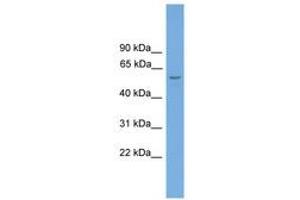 Image no. 1 for anti-Target of EGR1, Member 1 (Nuclear) (TOE1) (AA 351-400) antibody (ABIN6744606) (TOE1 antibody  (AA 351-400))