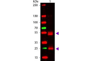 Western Blot of Goat anti-Rat IgG Antibody. (Goat anti-Rat IgG (Heavy & Light Chain) Antibody - Preadsorbed)