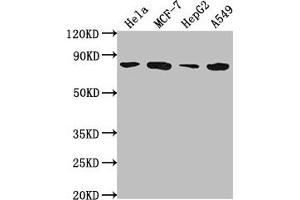 Western Blot Positive WB detected in: Hela whole cell lysate, MCF-7 whole cell lysate, HepG2 whole cell lysate, A549 whole cell lysate All lanes: GRHL1 antibody at 1:2000 Secondary Goat polyclonal to rabbit IgG at 1/50000 dilution Predicted band size: 71, 50, 58 kDa Observed band size: 71 kDa (GRHL1 antibody  (AA 1-95))