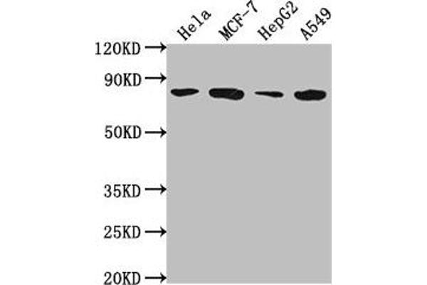 GRHL1 抗体  (AA 1-95)