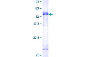 NEK7 Protein (NEK7) (AA 1-302) (GST tag)