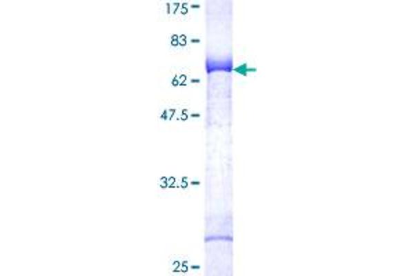 NEK7 Protein (NEK7) (AA 1-302) (GST tag)