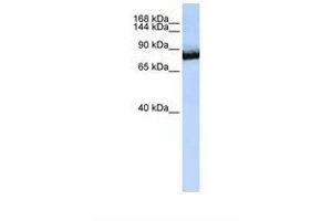 Image no. 1 for anti-Unc-5 Homolog C (C. Elegans) (Unc5c) (C-Term) antibody (ABIN6738169) (Unc5c antibody  (C-Term))