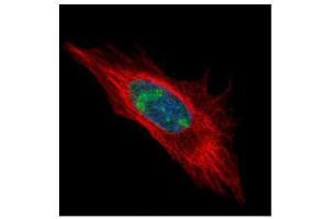 Immunofluorescence (IF) image for anti-DEAD (Asp-Glu-Ala-Asp) Box Polypeptide 56 (DDX56) (Center) antibody (ABIN2856999)