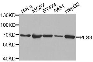 Western blot analysis of extracts of various cell lines, using PLS3 antibody. (Plastin 3 antibody  (AA 1-240))