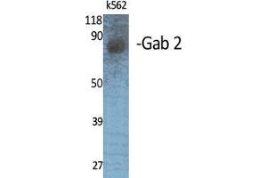 Western Blot (WB) analysis of specific cells using Gab 2 Polyclonal Antibody. (GAB2 antibody  (Internal Region))