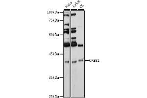 Immunohistochemistry of paraffin-embedded rat brain using CREB1 antibody (ABIN7266053) at dilution of 1:100 (40x lens). (CREB1 antibody  (AA 1-341))