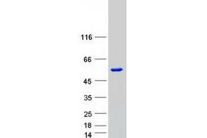 Validation with Western Blot (SMAD7 Protein (Myc-DYKDDDDK Tag))