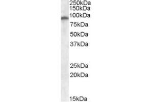 Image no. 1 for anti-Glutamate Receptor, Ionotropic, AMPA 4 (GRIA4) (Internal Region) antibody (ABIN375014) (GRIA4 antibody  (Internal Region))