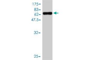 Western Blot detection against Immunogen (64. (TMEM115 antibody  (AA 1-351))